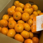 大酒呑助の独り言