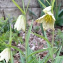 3年目の正直「貝母ユリ」