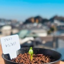 実生プロテア12月