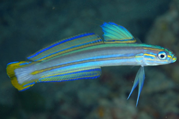 １２ スジクロユリハゼ The Gobioid Fishes Of Philippines