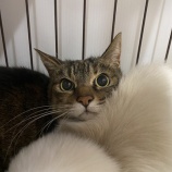 『【里親募集中】日本猫のチャコ』の画像
