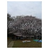 『お花見』の画像