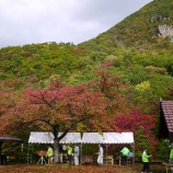 『【松ヶ崎】紅葉山祭りー松茸60本でした』の画像