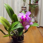 M&Yの洋蘭三昧♪