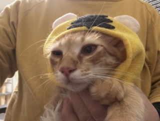 かぶりもの修行　20260804