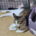 蓮ダム
