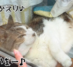 老いてもエース