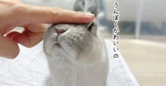 うさぎのルリ(6/25追記)