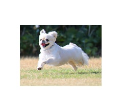 8-19-3　朴　ピョルくん　1歳　南あわじドッグラン・飛行犬撮影所にて