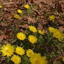 ミチノクフクジュソウ