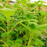 『超高齢化社会を生き抜くために（3900回記念）（94）免疫力アップ作戦（78）』の画像