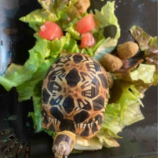 大型熱帯魚屋  ZEEBRA