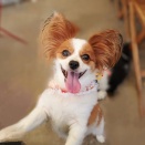 犬と一緒に楽しい時間！『SOGAWA BASE』で『BRICO FESTIVAL』開催。4月29日。