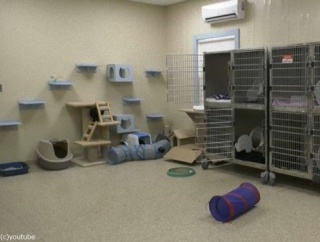 カナダの保護施設で異例事態「動物が1匹もいなくなってしまった」→うれしい理由だった