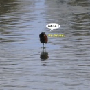 意外に短かった足