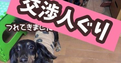 ぐりってこんな子。