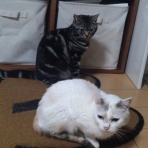 ﾈｺﾁｬﾝのﾆﾝｹﾞﾝ育成日記