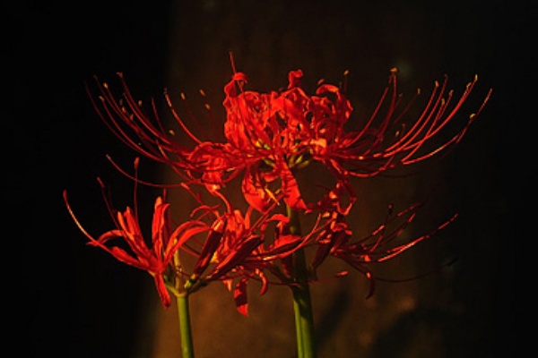 裏之角 撮影日記ログ置き場 彼岸花