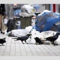 【社会】東京都心のカラスが激減、ピーク時約1万8000羽が2割に…ゴミ被害は減るが生態系への影響も？ 専門家が警鐘を鳴らす「意外なしっぺ返し」