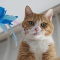 あれこれ気になる猫。