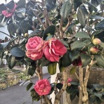 夢はひらく（*^-^*)