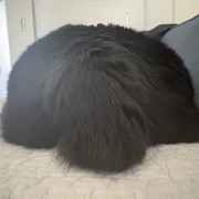 アヤちゃんの短いしっぽ