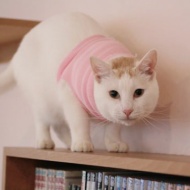 マッシュ、永眠