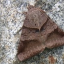 わが家は虫だらけ～