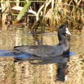 2026年10月11日の野鳥公園