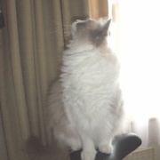 ユニークな猫の写真を集めてみました