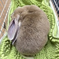 新規保護うさぎの紹介　まなくん
