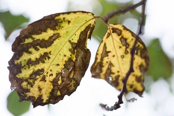 ZEISSレンズとかなんとか - S-Planar 60mm F2.8