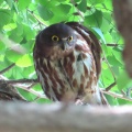 2025天然記念物大銀杏でアオバズクを撮る🦉XV（足利市鑁阿寺）