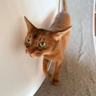 今朝は早起きりすたん