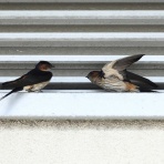 青色鳥撮り