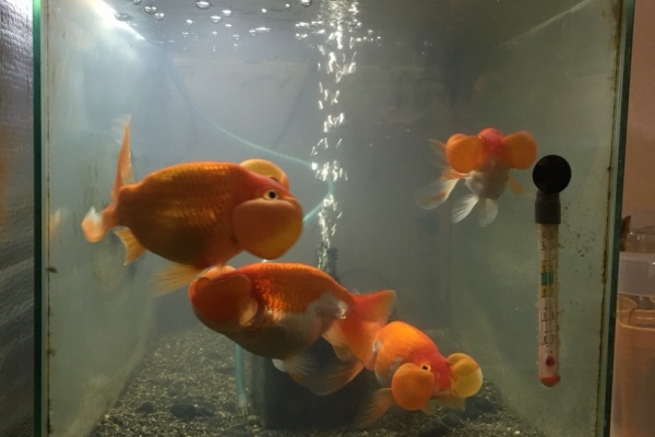 はちファーム 金魚