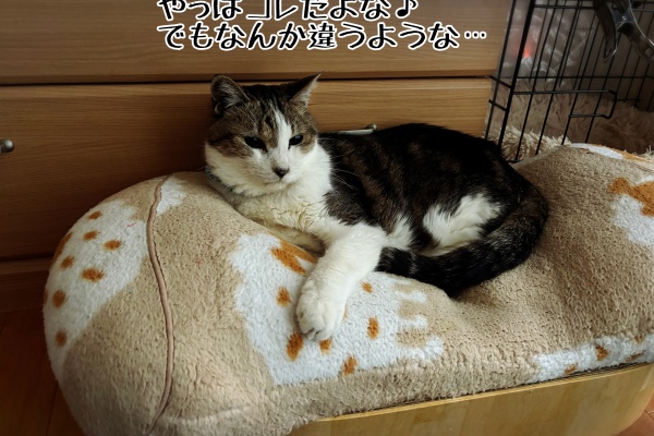猫とお酒と日々のこと Powered by ライブドアブログ