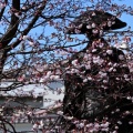 熊谷桜が咲いてますよ