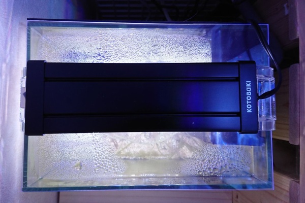 我が家の小さな水族館 - リフジウム