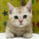 『 新しいねこちゃんの紹介です😸』の画像