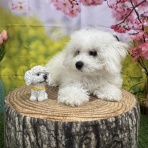 ペットショップワンラブ ゆめタウン光の森店のスタッフブログ