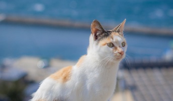 【良質画像】猫や風景の写真撮ったから見てくれ