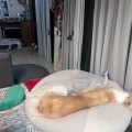 日向ぼっこ。