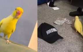 警察「妙だな…犯人の彼女が飼ってるインコが謎の言葉を話してる…あっ！！」 → 凄い事件を解決することになるｗｗｗｗｗ