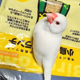 白文鳥のぴーちゃんの記録