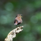『投稿：BORG107FLによるミソサザイ5態　2022/04/17』の画像