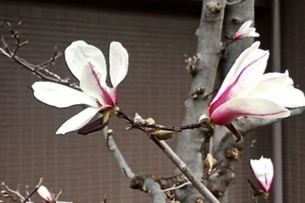 モクレン咲く コブシとどこが違うのか マスタカのおもろい人生