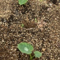 梅雨入りと野菜と猿