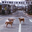 【画像】フクシマの路上でたむろする野生化した犬たち。