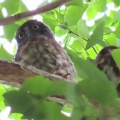 2025鑁阿寺アオバズクの巣離れ幼鳥を撮るI🐤📸(足利市)